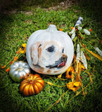 9" Rustic White Pumpkin Pet Portrait
